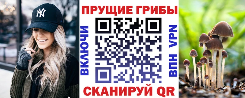Галлюциногенные грибы Psilocybine cubensis Купино