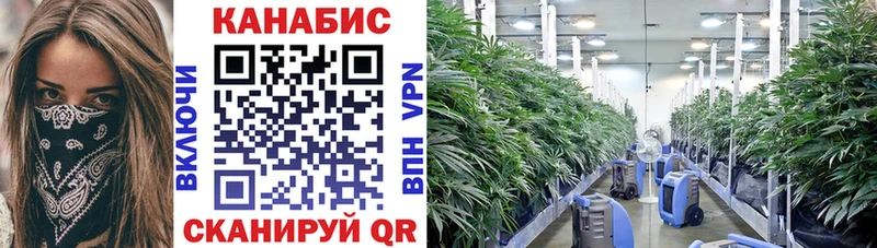 сколько стоит  Купино  Шишки марихуана Ganja 